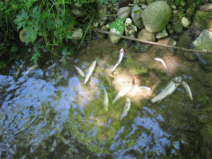 Viel zu viele tote Fische in den Luzerner Gewässern. 2012 war erneut ein Rekordjahr mit Gewässerverschmutzungen