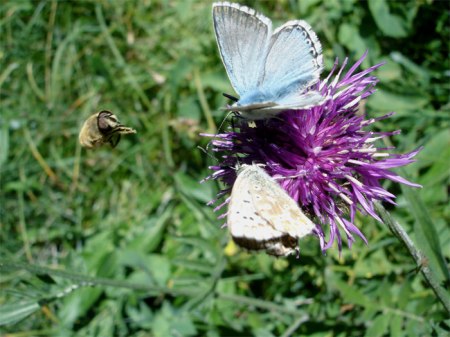 Bergwiese: Schmetterlinge umschwärmen die Flockenblume, eine Biene fliegt auf sie zu. Ein eindrückliches Stück Wiese zwischen Bäumen. 