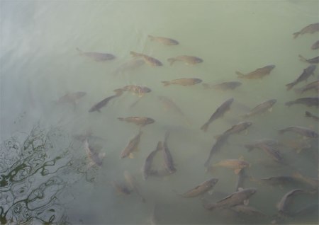 Die Beruhigungspille: Trotz hoher Belastung der Flüsse mit Pestiziden sei das Essen von Fischenn unbedenklich, sagt ein Kantonschemiker.