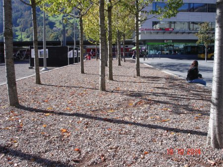 Der erhöhte Platz mit den Bäumen auf dem Bahnhofplatz Landquart -  wo Kinder spielen und Durchreisende picknicken - wird mit Herbiziden unkrautfrei gehalten, obwohl dies strengstens verboten ist.