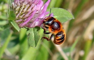 Am Burghölzliwaldrand wurden sehr viele Wildbienennester gefunden. Zudem gelang der Erstnachweis der Goldenen Schneckenhaus-Mauerbiene. Copyright: Natur im Siedlungsgebiet.