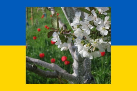 Dear Scientist and Friend in Kyiv. The time of fruit tree blossom is always a highlight in the gardening year. The bees did not fly in large numbers because a cold wind often blew. I wish you peace. Heidi