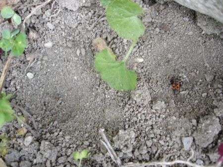 Auch unscheinbare sandige Flächen können biodivers sein. Hier zwei Fanggruben des Ameisenlöwen. Eine Feuerwanze ist in der rechten Grube gelandet. Kann sie sich retten? Kaum!