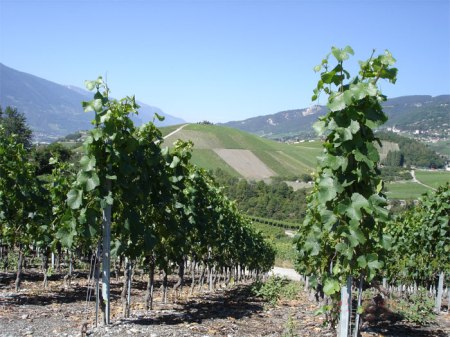 Rebberge auf dem Weinwanderweg im Wallis